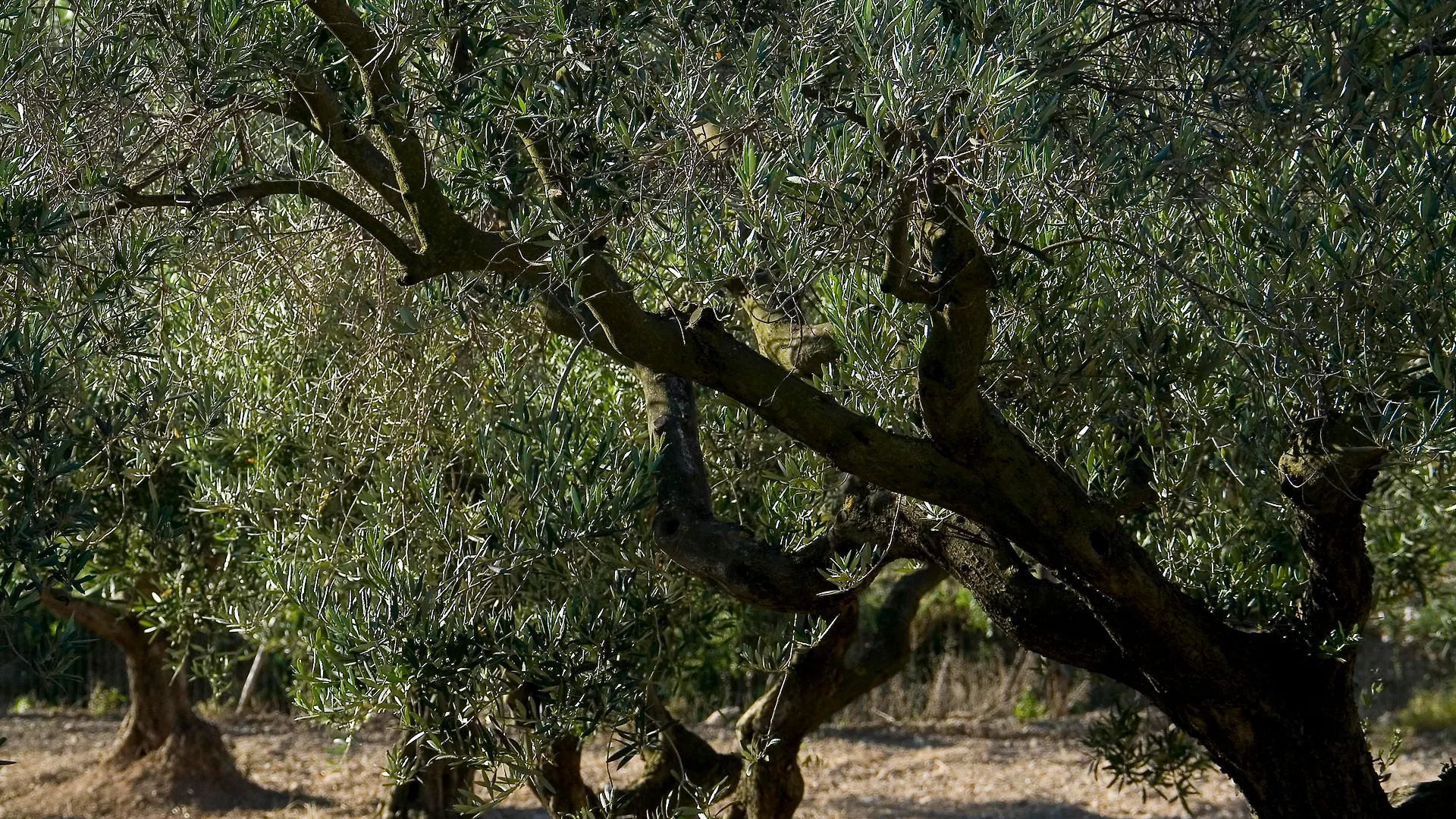 ****  Benvengudo Hotel Les Baux-de-Provence Frankrig